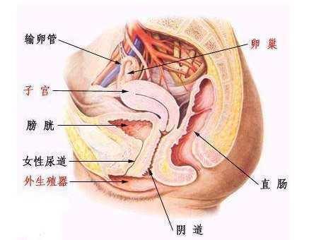 阴道(女性器官)