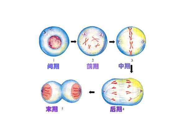 细胞有丝分裂(一种真核细胞分裂产生体细胞的过程)