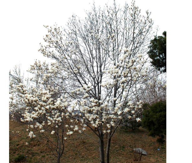 玉兰树(木兰科玉兰属植物)_搜狗百科