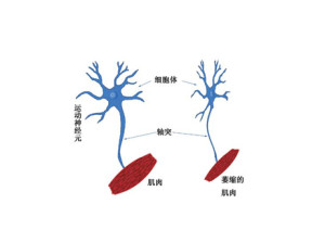 运动神经元