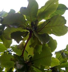 榄仁树 _ 百科