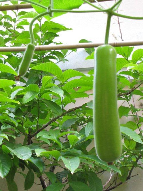 瓠瓜(葫芦科葫芦属草本植物)_搜狗百科