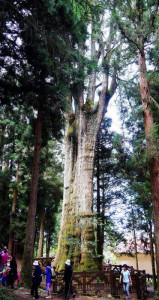 阿里山红桧