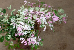 花叶牛蹄豆