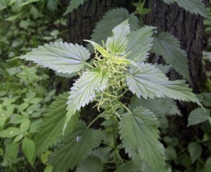 荨麻