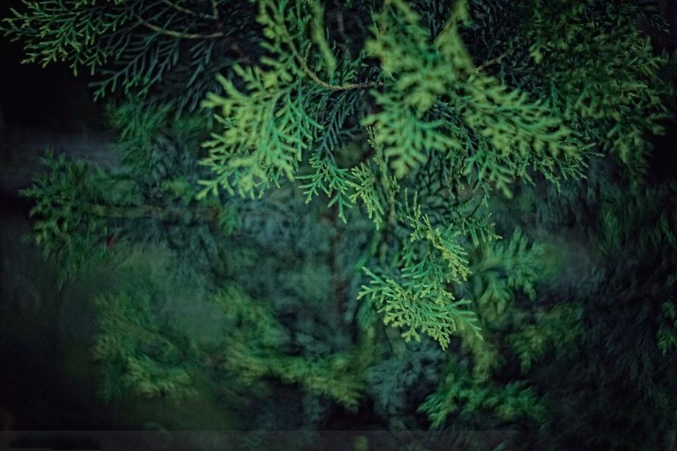 扁柏叶 - 搜狗百科