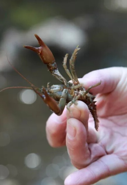 蝲蛄(河虾科蝲蛄属动物)