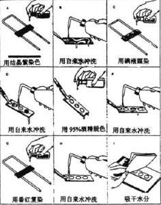 革兰氏染色法 搜狗百科