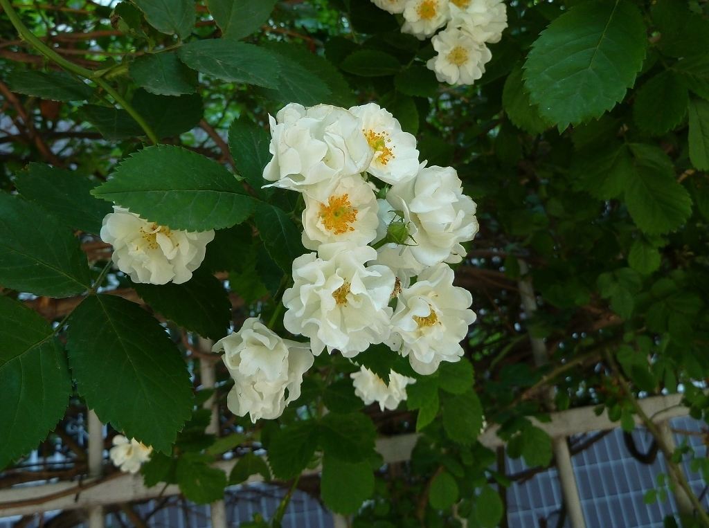 白蔷薇 蔷薇科蔷薇属植物 搜狗百科