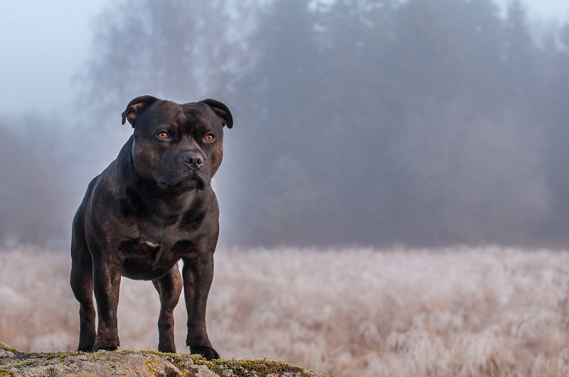 斯塔福德郡梗犬