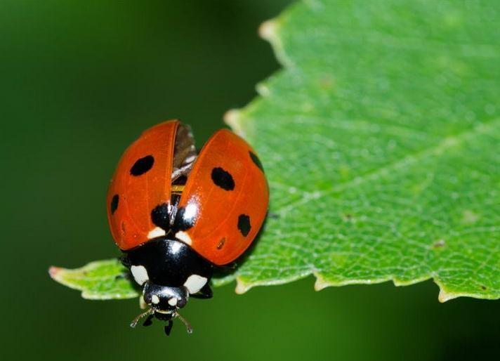 图册：七星瓢虫
