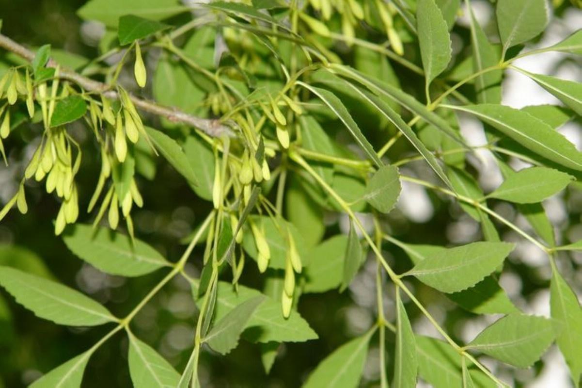 梣树(木犀科梣属植物)_搜狗百科
