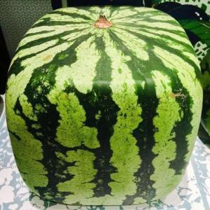 方形西瓜