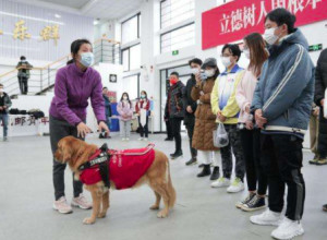 志愿者们正在进行导盲犬实操演练培训