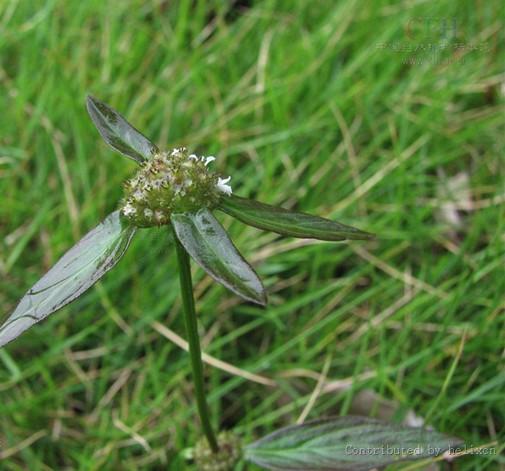 长节耳草