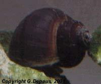 Lanistes lybicus