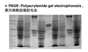 聚丙烯酰胺凝胶电泳