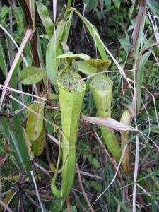N. reinwardtiana × N. stenophylla