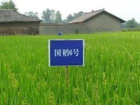 国稻6号