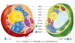 一般認為是散佈在細胞質內具有一定形態和功能的微結構或微器官