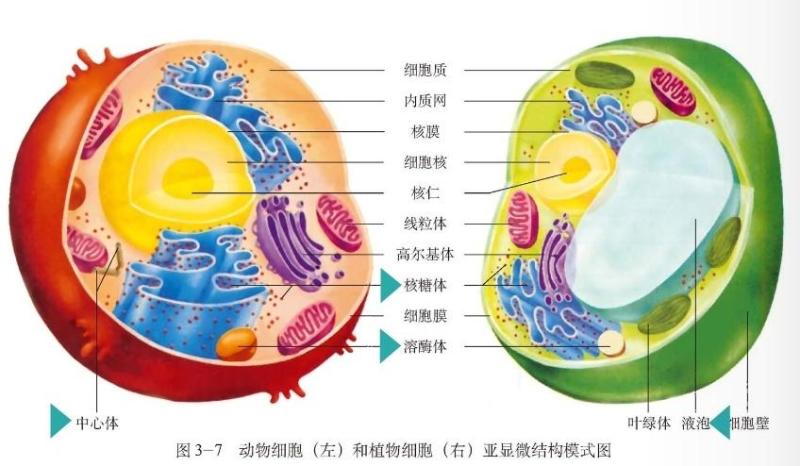 细胞器 搜狗百科