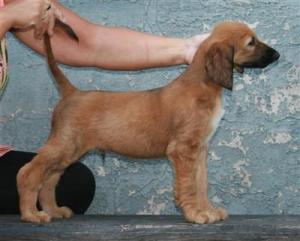 幼犬结构