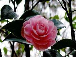 十二月花