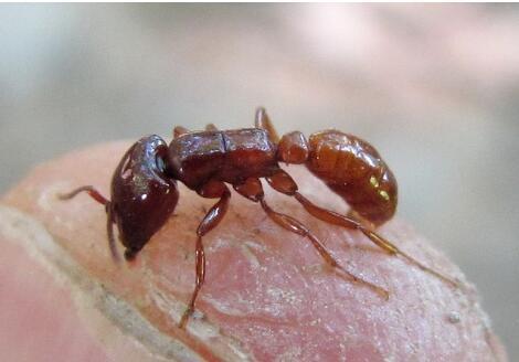 东方植食行军蚁