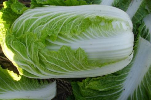 白菜 十字花科蔬菜 搜狗百科 白菜 十字花科蔬菜 搜狗百科