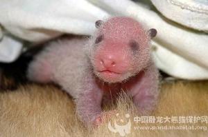 熊猫宝宝成长过程