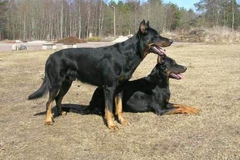 狼犬 犬科犬属动物 搜狗百科