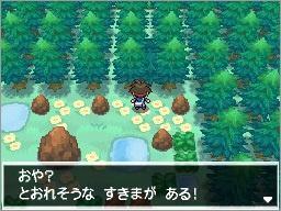 矢车森林的隐藏洞穴