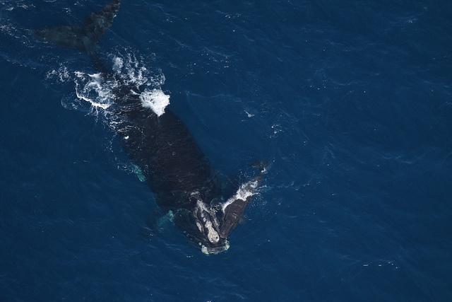北大西洋露脊鲸