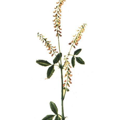 白花草木樨 搜狗百科 白花草木樨 搜狗百科