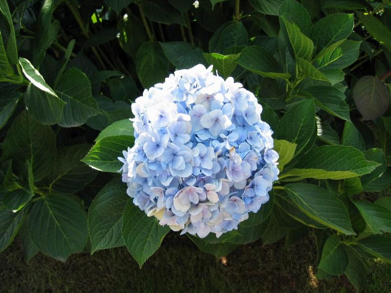 诞生花 搜狗百科 诞生花 搜狗百科