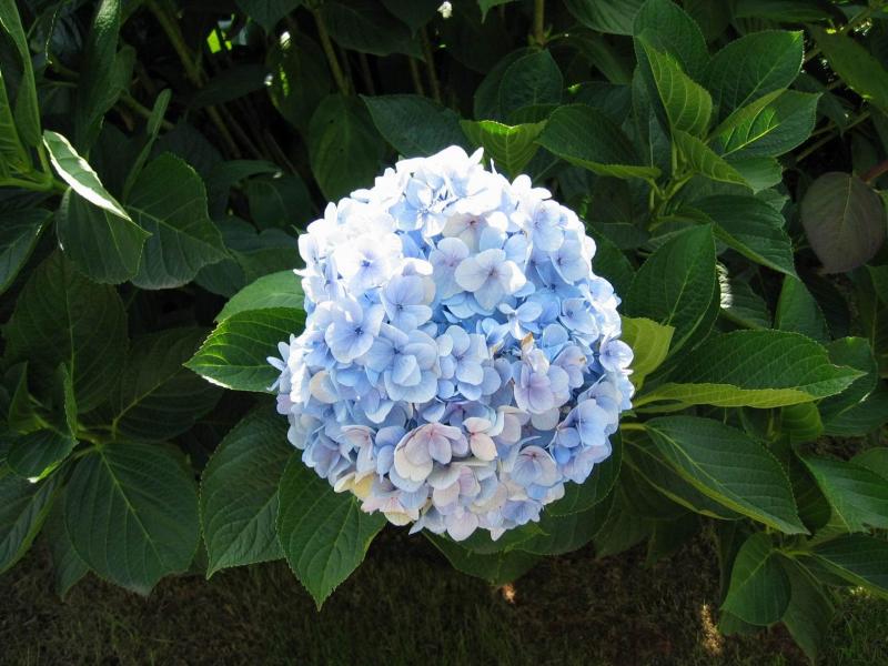 诞生花 菊科植物 搜狗百科