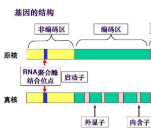 RNA聚合酶