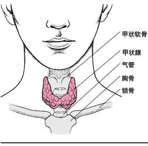 甲状腺疾病 搜狗百科