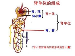 肾小管