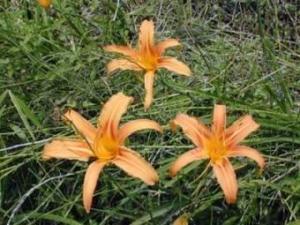 黄花菜