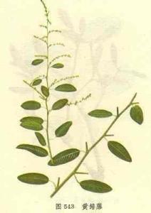 黄鳝藤 - 搜狗百科