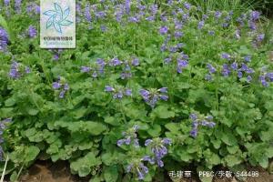 毛建草全株