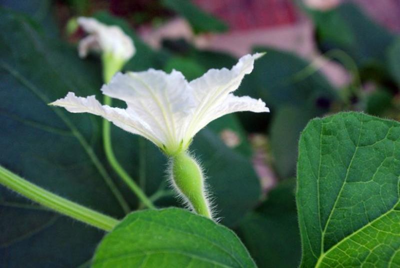 诞生花 搜狗百科 诞生花 搜狗百科