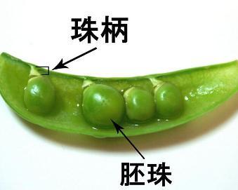 胚珠 - 搜狗百科