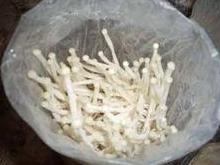 小白菇