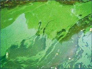 水华现象图片集萃