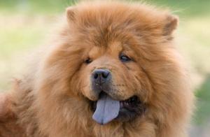 松狮犬