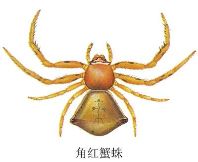角红蟹蛛图片