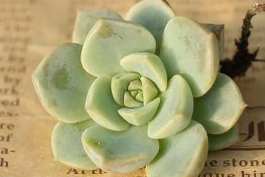 白牡丹 多肉植物 搜狗百科