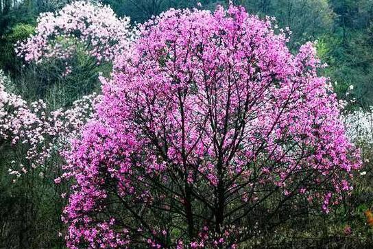 辛夷花树 木兰科木兰属植物 搜狗百科